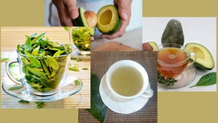 Каковы преимущества чая из листьев авокадо? Как приготовить чай из листьев авокадо?