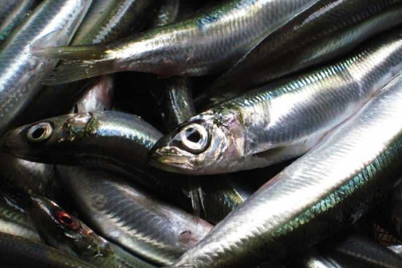 сардина имеет самую высокую масляную ценность среди видов рыб