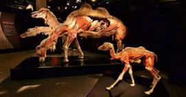 Выставка анатомии настоящих животных приезжает в Турцию!
