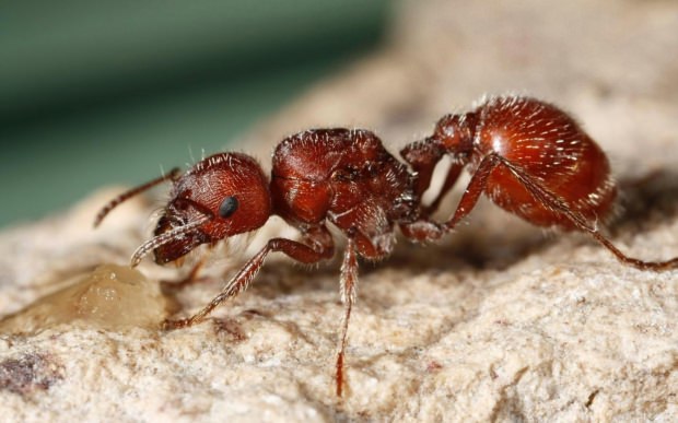 огненный муравей