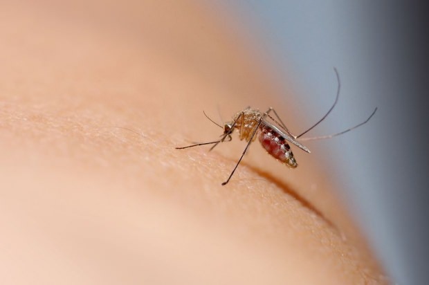 Как проходит укус комара