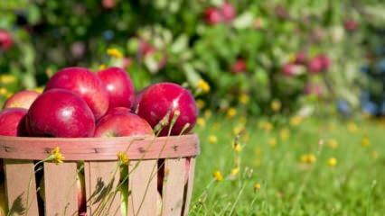 Советы по сохранению свежести яблока