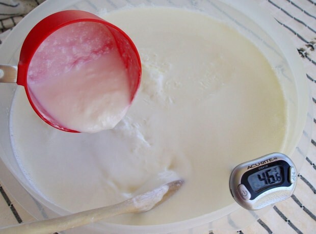 домашний йогурт