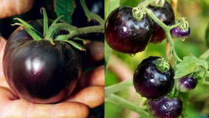 Враг рака: что такое черный помидор? Какая польза от черных помидоров?