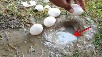 Феномен YouTube поймал рыбу, разбив яйцо в воде! Вот потрясающий результат ...