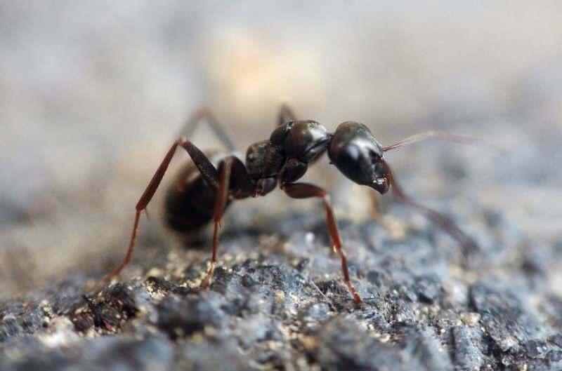 Эффективный метод удаления муравьев в домашних условиях! Как можно уничтожить муравьев без убийства?