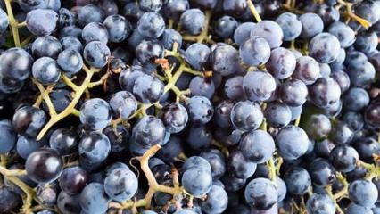 Что такое ароматный виноград и каковы его преимущества?