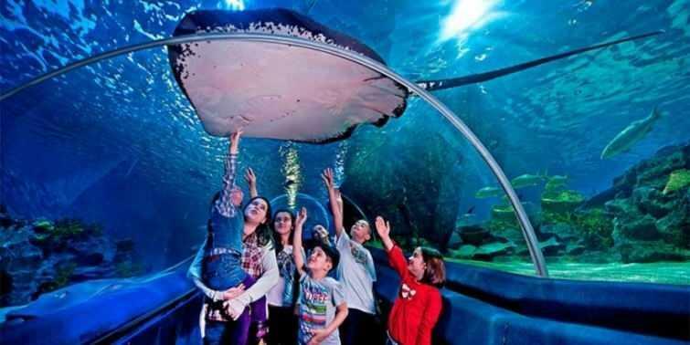  Сцены из стамбульского аквариума Sea Life