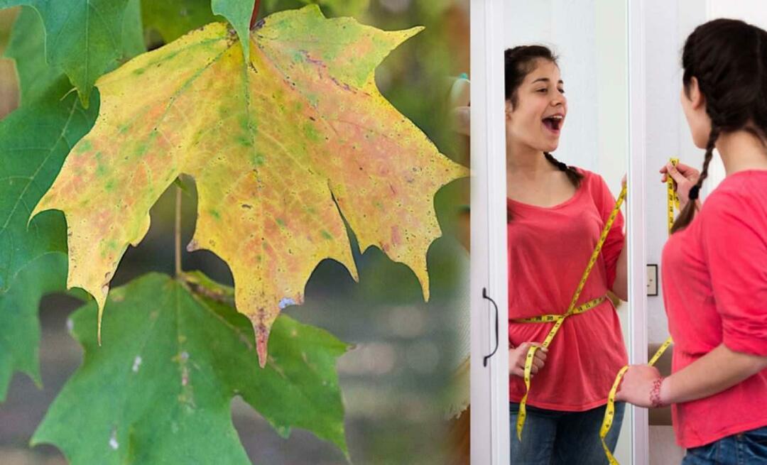 Листья платана помогают похудеть? Снимает ли лист платана отеки? Сколько дней следует употреблять листья платана?