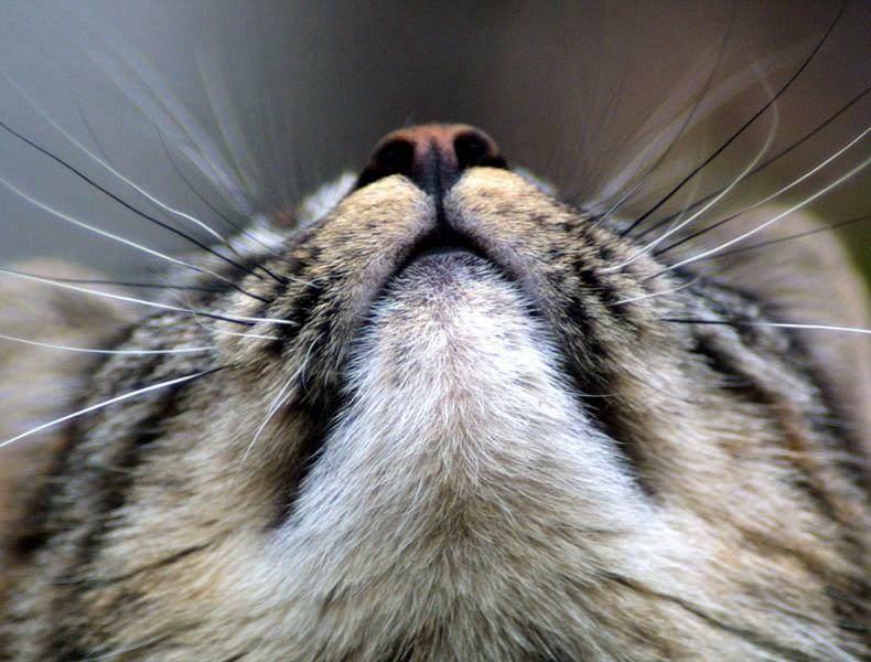 Почему у кошек чернеют усы?