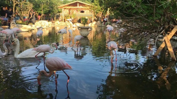 Как добраться до Flamingoköy?