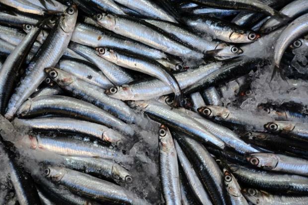 Каковы преимущества рыбы бонито и для чего она нужна? Какую рыбу следует употреблять как?
