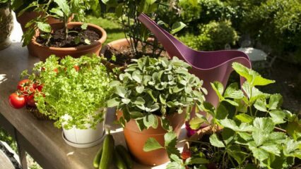 Техника выращивания растений