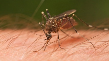 Какие укусы насекомых случаются? Признаки укусов насекомых! Естественный метод укуса комара