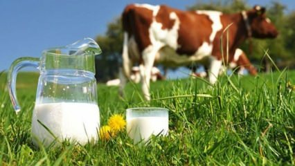 Что такое аллергия на молоко? Когда аллергия на молоко проходит у детей? Аллергия на коровье молоко ...