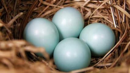 Каковы преимущества сине-зеленого яйца?