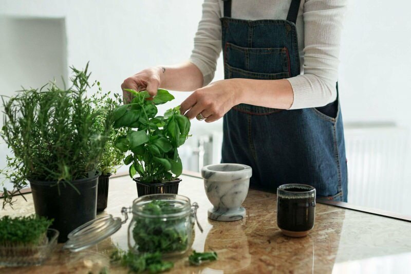 Как вырастить растение в домашних условиях? 5 советов для тех, кто хочет выращивать растения в домашних условиях своими средствами