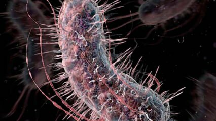 Как передаются мясоедные бактерии? Каковы симптомы мясоедных бактерий и есть ли у них лечение?