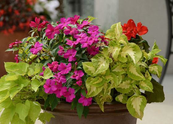 Причины выращивания цветов в домашних условиях
