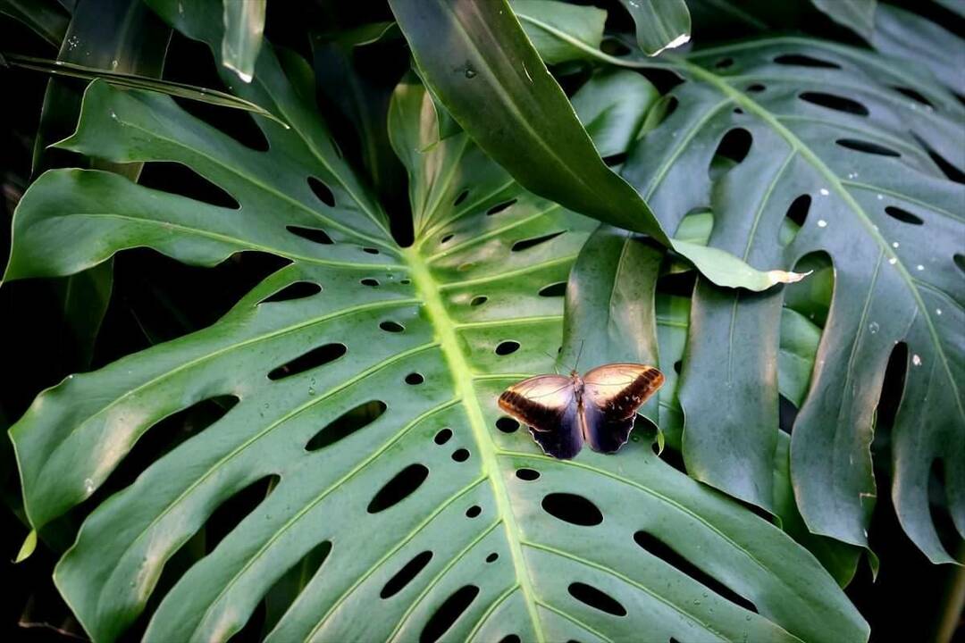Большой интерес к Саду тропических бабочек Коньи: 3 миллиона посетителей за 8 лет