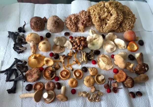 Некоторые виды грибов
