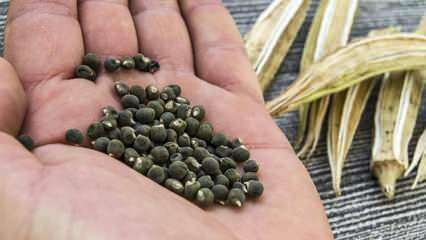 Что такое семена бамии, как использовать семена бамии для похудения?