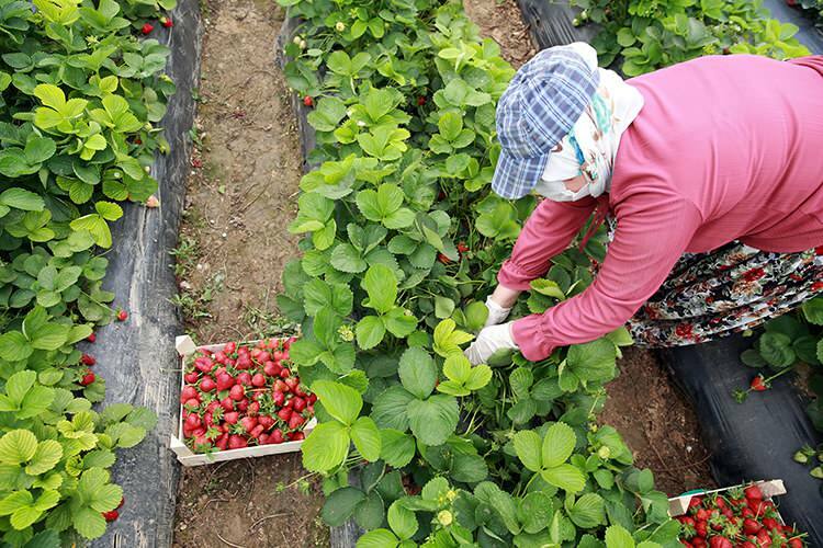 «Трудовая борьба» женщин-работниц в теплицах для выращивания клубники