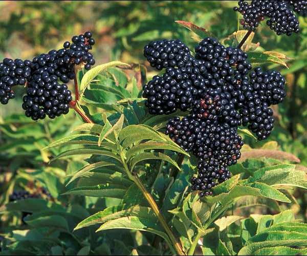 черная бузина напоминает фрукты, такие как арония