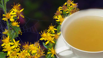 Каковы преимущества травы Altinbasak? Что делает травяной чай Altinbasak?