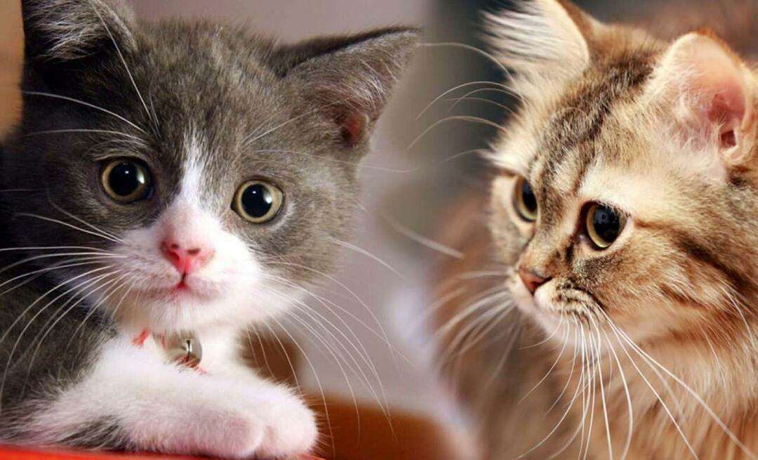 Что делают кошачьи усы? Кошкам подстригают усы?