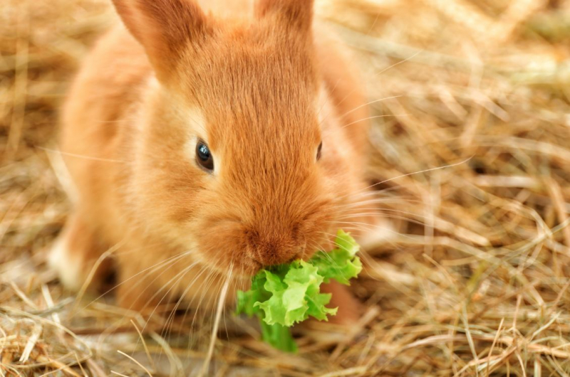 Что ест кролик? Продукты, которые любит кролик