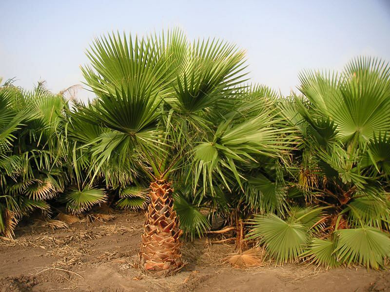 Что такое пальма? Особенности пальмы
