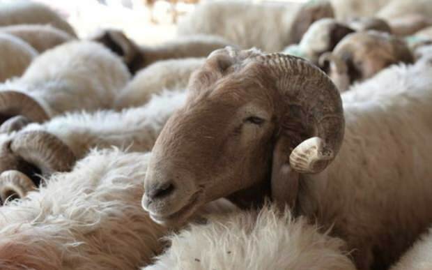 Что следует учитывать при покупке жертвенных овец?