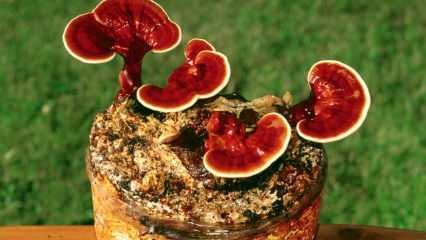 Каковы преимущества гриба рейши? Как употреблять гриб рейши?