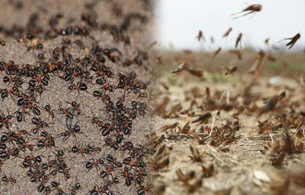 Где вторжение муравьев? Заражение муравьями после заражения кузнечиком