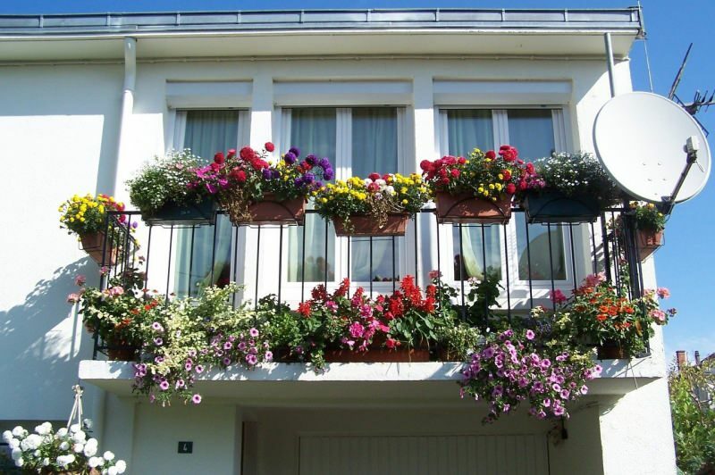 Предложения по отделке балконов на весенние месяцы! Имена цветов весеннего медведя