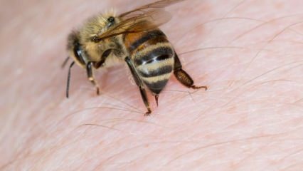 Что такое аллергия на пчел и каковы симптомы? Естественные методы, которые хороши для укусов пчел