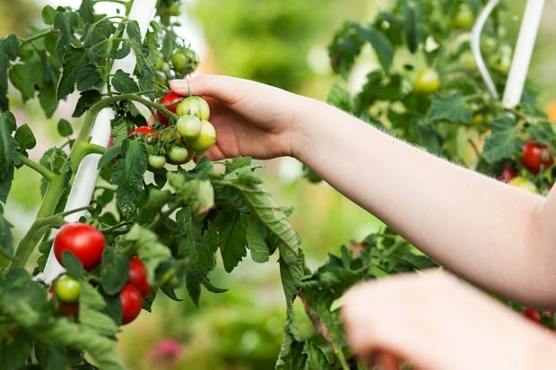 Как похудеть, употребляя помидоры? 3 килограмма томатной диеты