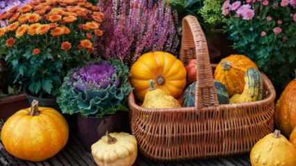 Какие фрукты и овощи сажают в декабре? Что нужно учитывать при посадке овощей в декабре