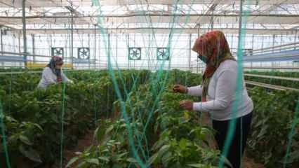 Внутреннее и национальное производство семян от TIGEM силами женщин