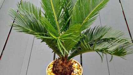 Как вырастить пальму?