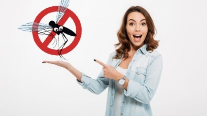 Что сделано для предотвращения попадания мух в дом? Методы отпугивания мух ...