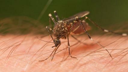Как происходит укус насекомого? Каковы симптомы укусов насекомых?