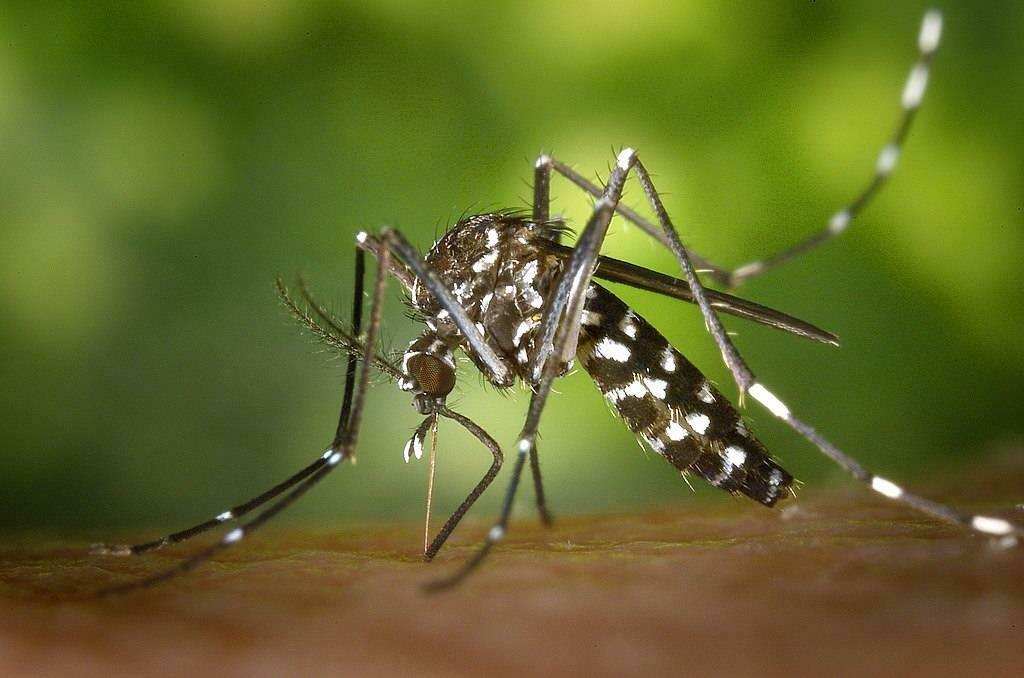 Комар Aedes