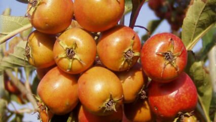 Каковы преимущества плодов боярышника? Если вы регулярно употребляете уксус из боярышника ...